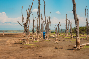 Rear view of a man with hands outstretched amidst dead trees at the lakeshore of Lake Elementaita in Soysambu Conservancy, Kenya 