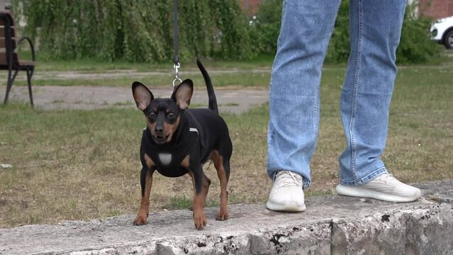  barking dog with its owner on a walk in the city