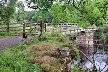adventure walking hiking dog crossing wooden foot bridge 