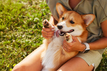 a young girl holds a cheerful and funny Welsh Corgi in her arms in a park in sunny weather, the concept of happy dogs