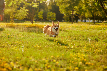 Corgi dog pembroke welsh corgi walking outdoor in summer park