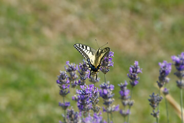 Old World Swallowtail or common yellow swallowtail (Papilio machaon) sitting on lavender in Zurich, Switzerland