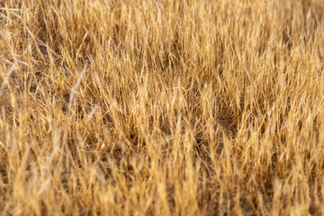 dry golden grass full frame texture
