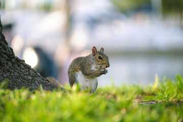 Beautiful wild gray squirrel in summer town park