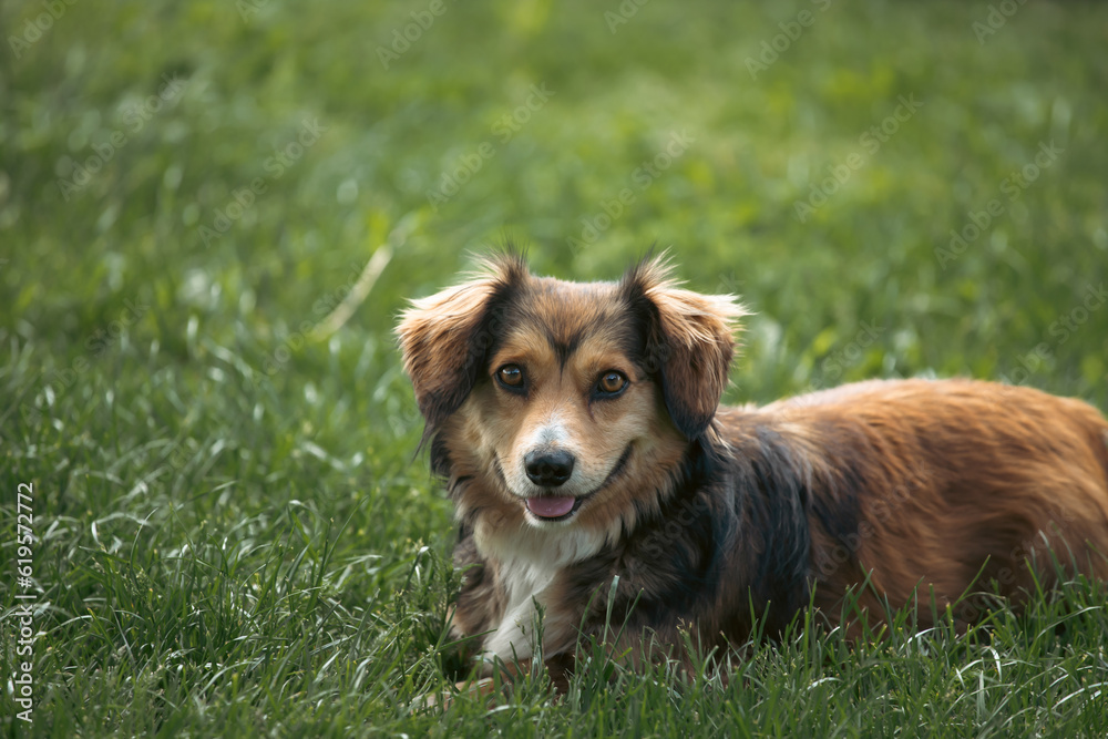 Sticker happy little dog in green grass