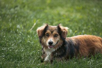 Happy little dog in green grass