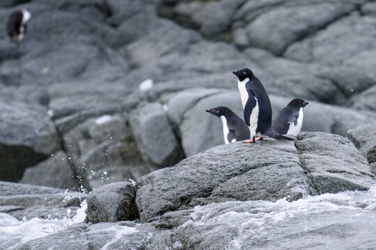 Gropu of three Adele Penguins near the water in Antarctica
