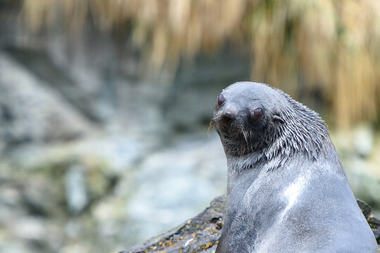 Close up of Young Fur Seal on South Georgia Island