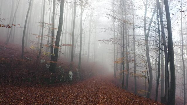 Misty muted wonderland autumn season forest road. Beautiful fall season foggy light in the woods.