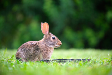 Grey small hare eating grass on summer field. Wild rabbit in nature