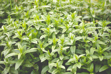 Green Mint Plant Grow Background.