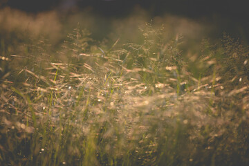 Wild flowers on the field