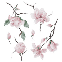 Set pink magnolia on a branches with leaves and buds isolated on a transparent background, watercolor illustration © Sandra Kob