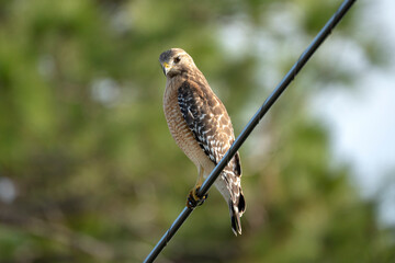 The red-shouldered hawk bird perching on electric cable looking for prey to hunt