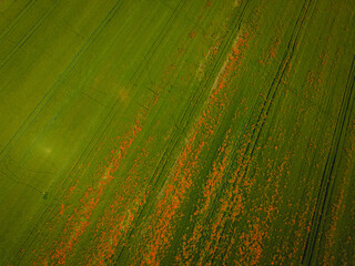 Aerial view of Poasco in Italy surrounded by fields and countryside. Milan, Lombardy Aerial photo. Top view of countryside and green fields. Country Life Concept. Aerial photography in the summer.  