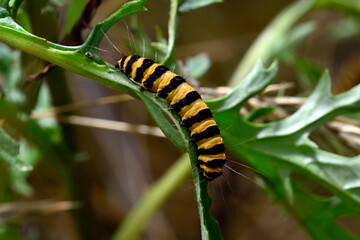 Caterpillar of the Cinnabar moth // Raupe des Jakobskrautbär (Tyria jacobaeae)