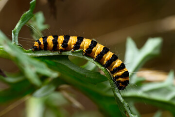 Caterpillar of the Cinnabar moth // Raupe des Jakobskrautbär (Tyria jacobaeae)