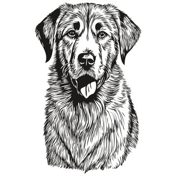 Anatolian Shepherd dog pet silhouette, animal line illustration hand drawn black and white vector