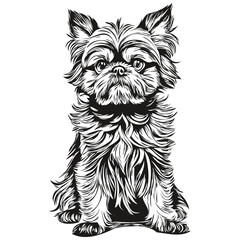 Brussels Griffon dog vector face drawing portrait, sketch vintage style transparent background realistic breed pet
