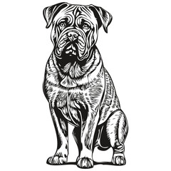 Bullmastiff dog pencil hand drawing vector, outline illustration pet face logo black and white