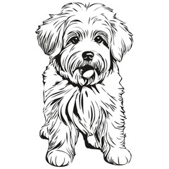 Coton de Tulear dog realistic pencil drawing in vector, line art illustration of dog face black and white realistic pet silhouette