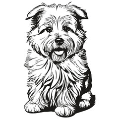 Coton de Tulear dog line illustration, black and white ink sketch face portrait in vector