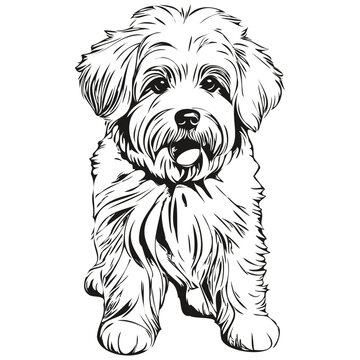Coton de Tulear dog realistic pencil drawing in vector, line art illustration of dog face black and white realistic pet silhouette