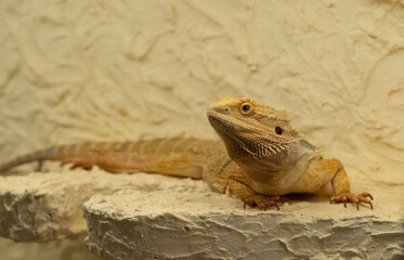 A Bearded dragon closeup in a terrarium in Jena