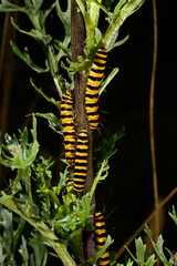 Caterpillar of the Cinnabar moth // Raupe des Jakobskrautbär (Tyria jacobaeae)