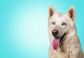 Funny cute young dog plays.