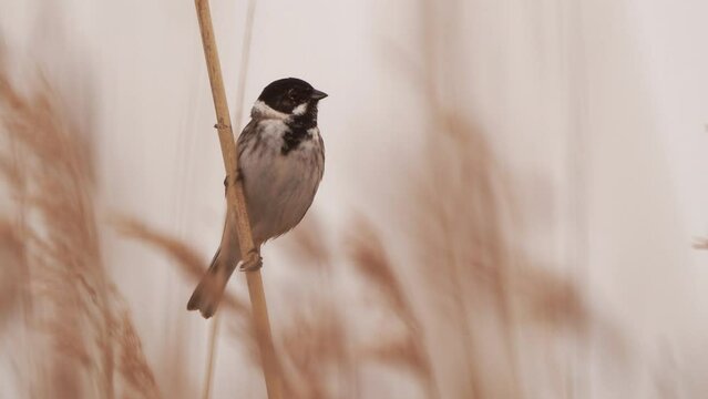 A common reed bunting (Emberiza schoeniclus) calling from a reed collar