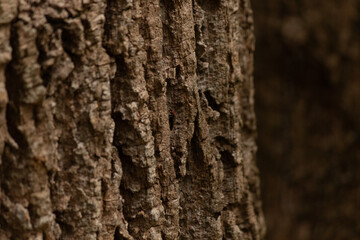 I just loved the look of this bark of the tree in the woods. The texture is so rough and helps to hide many insects, like this firefly hidden in its crevasses. The pretty brown tones really stand out.