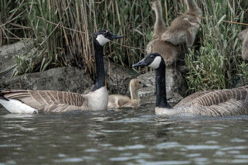 Goose with baby goose in the water swimming 