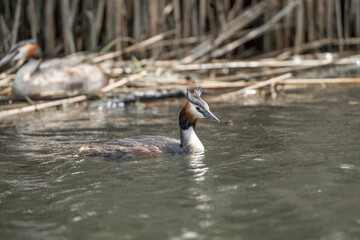 grebe bird in the water swimming