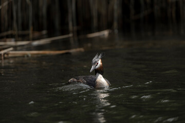 grebe bird in the water swimming