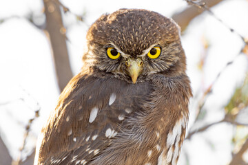 snowy owl perched on branch