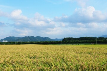 가을 농촌 풍경 - 황금색 논