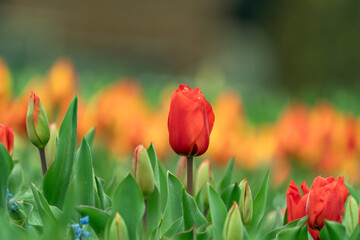 Fototapeta premium Spring coloful tulip bulb flower field isolated