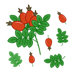 Rose hip. Branch of rose hip. Berries and leaves. Set. Cartoon vector