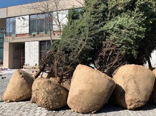 Fototapeta premium Young green large-sized spruce trees prepared for planting on a city street. The root system of the trees with soil is protected with sackcloth for transportation.