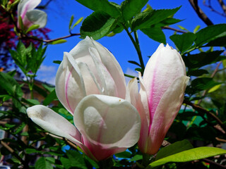 biało różowy kwiat magnolii na niebieskim tle, Magnolia, large magnolia flower against the blue sky
	
 - obrazy, fototapety, plakaty