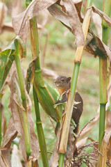 Beautiful squirrel feeding among the corn vegetation on a sunny day