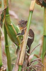 Beautiful squirrel feeding among the corn vegetation on a sunny day