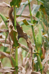 Beautiful squirrel walking among vegetation in search of food