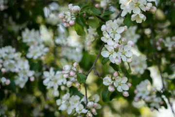 European Crab Apple (Malus sylvestris) blossom in spring in a woodland. Background.