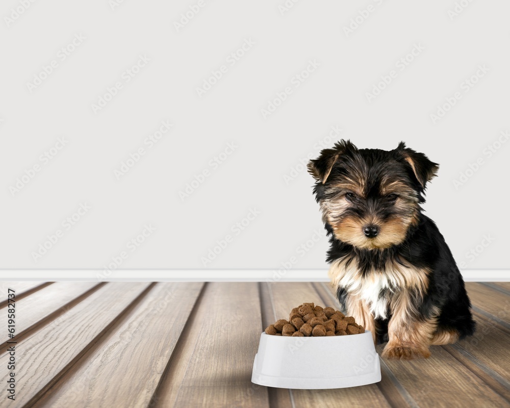 Sticker Cute young dog happy eating food from bowl