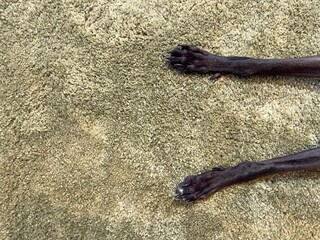 Clawed dog paws on background of green carpet with empty space for text. shorthair breed of dogs is resting on soft, clean carpet. Background for advertising veterinary clinics, dry cleaners, carpets