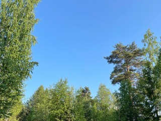 crown of tree against cloudless blue sky at summer day in forest. Bottom view of trees. copy space for text about ecology, nature, botany