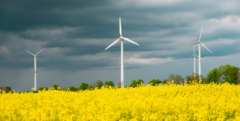 Yellow blooming raps field with windmills, agriculture and renewable sustainable energy, countryside, cultivated farmland
