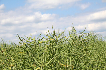 On the plant are pods winter crops of rapeseed